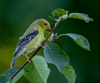 American Goldfinch, 6 August 2023, Mansfield, Tolland Co