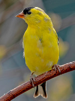 American Goldfinch, 27 April. 2024, Mansfield, Tolland Co.