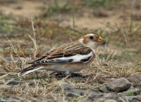Snow Bunting, 16 November 2014, Madison, New Haven Co.