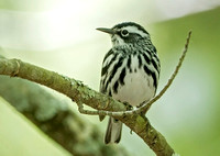 Black and White Warbler, 20 May 2017, Eastford, Windham Co.