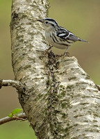 Black and White Warbler, 13 May 2016, Union, Tolland Co.