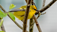Blue-winged Warbler, 8 May 2022, Mansfield, Tolland Co.