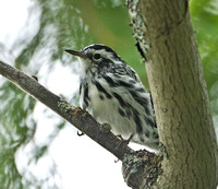 Black-and-White Warbler, 18 August 2012, Lincoln, Maine