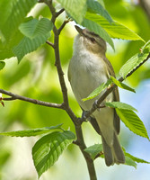 Red-eyed Vireo, 10 May 2013, Eastford, Windham Co.