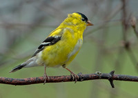 American Goldfinch, 12 April 2024, Mansfield, Tolland Co,