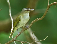Red-eyed Vireo, 21 June 2012, Westford, Tolland Co.