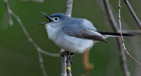 Blue-gray Gnatcatcher, 2,4 May 2014, Mansfield, Tolland Co.