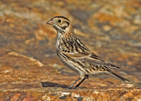 Lapland Longspurs, 16 March 2015, Stratford, Fairfield Co.