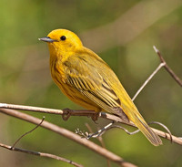 Yellow Warbler, 7 May 2011, Madison, New Haven Co.