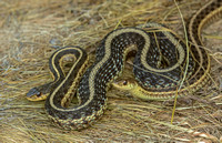 Eastern Garter Snake, 27 July 2019, Mansfield, Tolland Co.