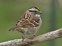 White-throated Sparrow, 26 April 2015, Mansfield, Tolland Co.