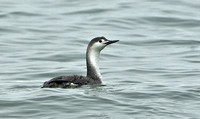 Red-throated Loon, 17 April 2015, Stratford, Fairfield Co