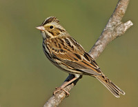 Savannah Sparrow, 11 October 2014, Mansfield, Tolland Co.