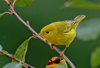 Yellow Warbler, 13 September 2022, Mansfield, Tolland Co