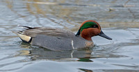 Green-winged Teal, 1 March 2019, Stratford, Fairfield Co.