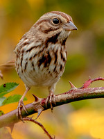 Song Sparrow, 23 October 2022, Mansfield, Tolland Co.