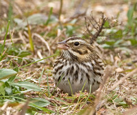 Savannah Sparrow, 22 October 2010 Madison, New Haven Co., CT