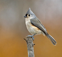 Tufted Titmouse, 1 November 2015, Mansfield, Tolland Co.