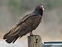Turkey Vulture, 29 March 2014, Willington, Tolland Co.