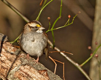 White-throated Sparrow,  November 2012, Mansfield, Tolland Co.