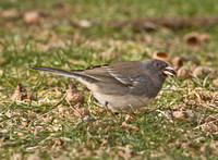 Slate-colored Junco X White-throated Sparrow, Dec 2010- Mar 2011, Ashford, CT