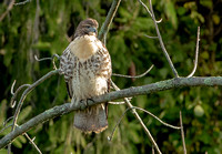 Red-tailed Hawk, 28 September 2022, Mansfield, Tolland Co