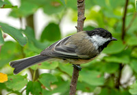 Black-capped Chickadee, 15 August 2020, Mansfield, Tolland Co.