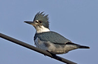 Belted Kingfisher, 28 December 2012, Westport, Fairfield Co.
