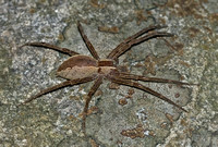 Nursury Web Spider
