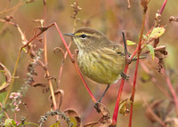Palm Warbler, 11 October 2014, Mansfield, Tolland Co.