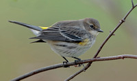 Yellow-rumped "Myrtle" Warbler, 28 October 2021, Mansfield, Tolland Co.