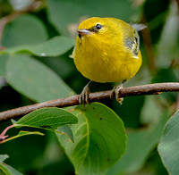 Blue-winged Warbler, 16 July 2022, Mansfield, Tolland Co