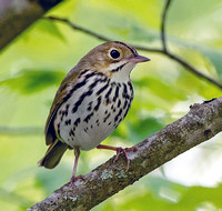 Ovenbird, 31 May 2020, Eastford, Windham Co.