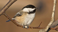 Black-capped Chickadee, 13 December 2013, Mansfield, Tolland Co.