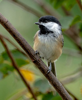 black-capped Chickadee, 13 September 2022, Mansfield, Tolland Co,
