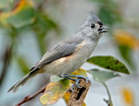 Tufted Titmouse, 13 September 2022, Mansfield, Tolland Co
