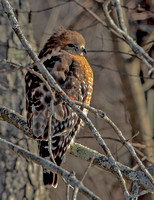 Red-shouldered Hawk, 14 December 2022, Mansfield, Tolland Co