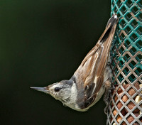 White-breasted Nuthatch with odd dorsal feathering, 8 August 2015, Mansfield, To