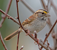 White-throated Sparrow, 26 November 2021, Mansfield, Tolland Co