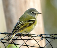 Blue-headed Vireo, 16 October 2022, Milford, New Haven Co.