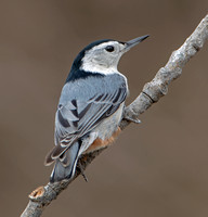 white-breasted Nuthatch, 17 January 2021, Mansfield, Tolland Co.