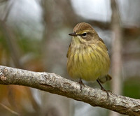Yellow Palm Warbler, 8 October 2012, Mansfield, Tolland Co.