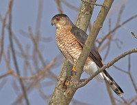 Cooper's Hawk, 12 February 2013, Madison, Tolland Co.