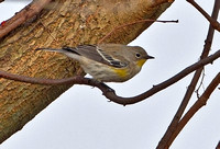 Yellow-rumped "Audubon's" Warbler, 23 November 2012, New Haven, New Haven Co.