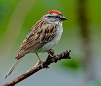 Chipping Sparrow, 17 July 2021, Mansfield, Tolland Co.