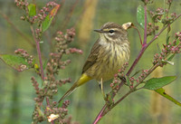 Palm Warbler, 1 October 2014, Mansfield, Tolland Co.
