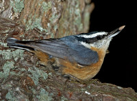 Red-breasted Nuthatch, November 2012, Madison, New Haven Co.