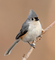 Tufted Titmouse, 6 March 2022, Mansfield, Tolland Co