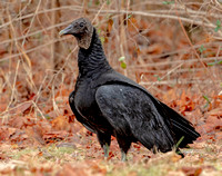 Black Vulture, 4 January 2023, Lyme, New London Co.