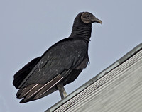 Black Vultures on my house, 22 January 2016, Mansfield, Tolland Co.